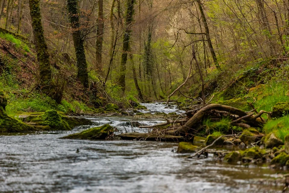 Un ruisseau s'écoule entre les rochers du Mullerthal.